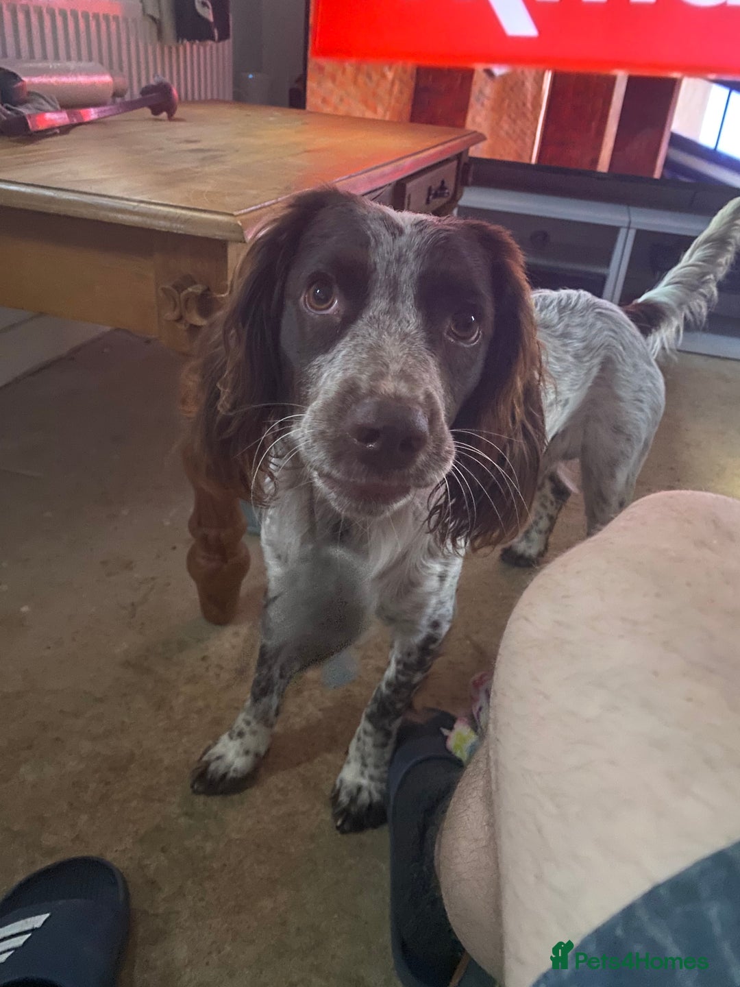 Cocker Spaniel dogs for stud: Crazy Cocker spaniel for studding. in Kettering - Image 13