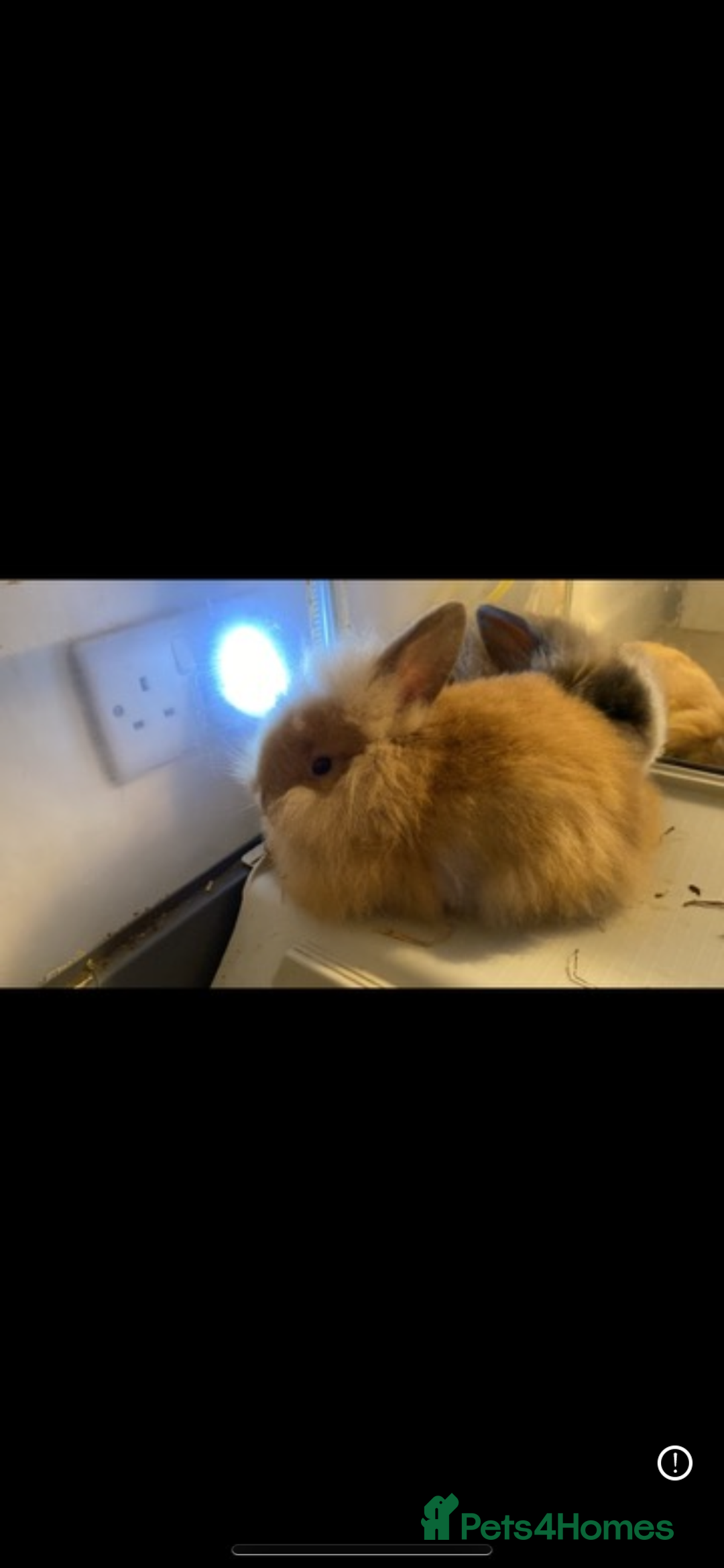 Lionhead rabbits for sale: ⭐️Beautiful lionhead bunnies⭐️ - Advert 9