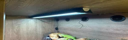 Iguana reptiles for sale: Green iguana 11 months old plus set up - Advert 14