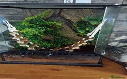 Gecko reptiles for sale: Gecko need gone ASAP  - Image 2