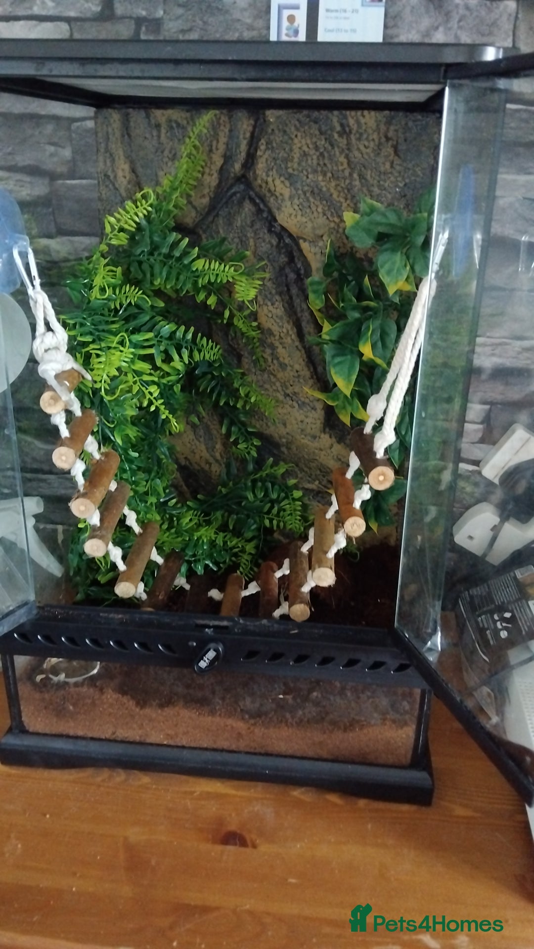 Gecko reptiles for sale: Gecko need gone ASAP  - Image 2