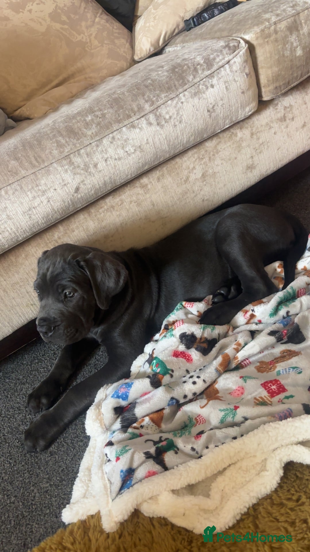Cane Corso dogs for sale: *** 11 WEEK OLD PUPPY Cane corse boy 🥇 - Advert 4