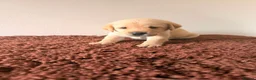 Labrador Retriever dogs for sale: K.C Reg Labrador Retriever Puppies for sale - Advert 2