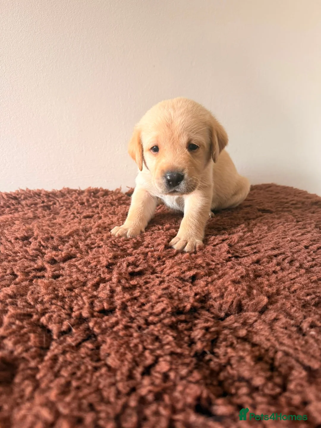 Labrador Retriever dogs for sale: K.C Reg Labrador Retriever Puppies for sale - Advert 2