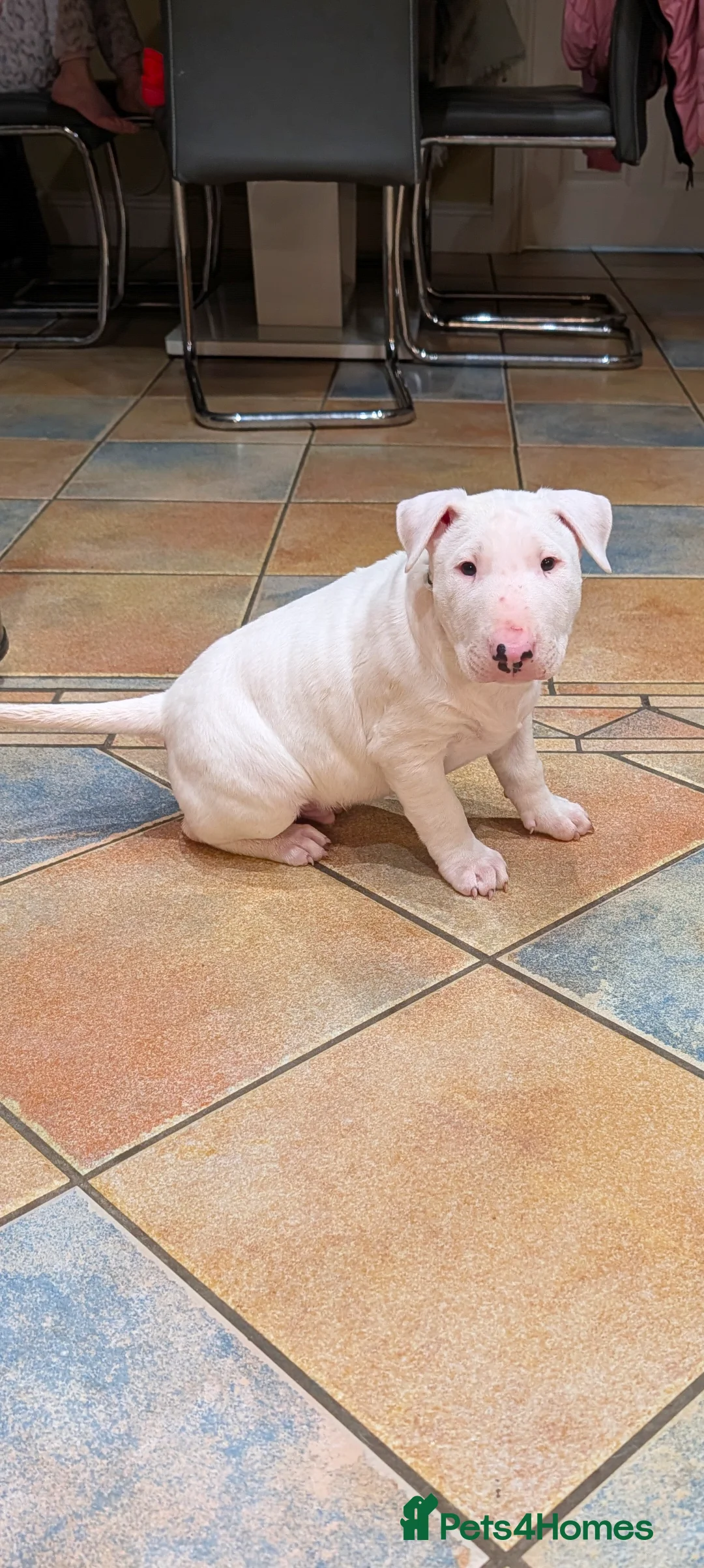 English Bull Terrier dogs for sale: English bull terrier pups - Advert 3