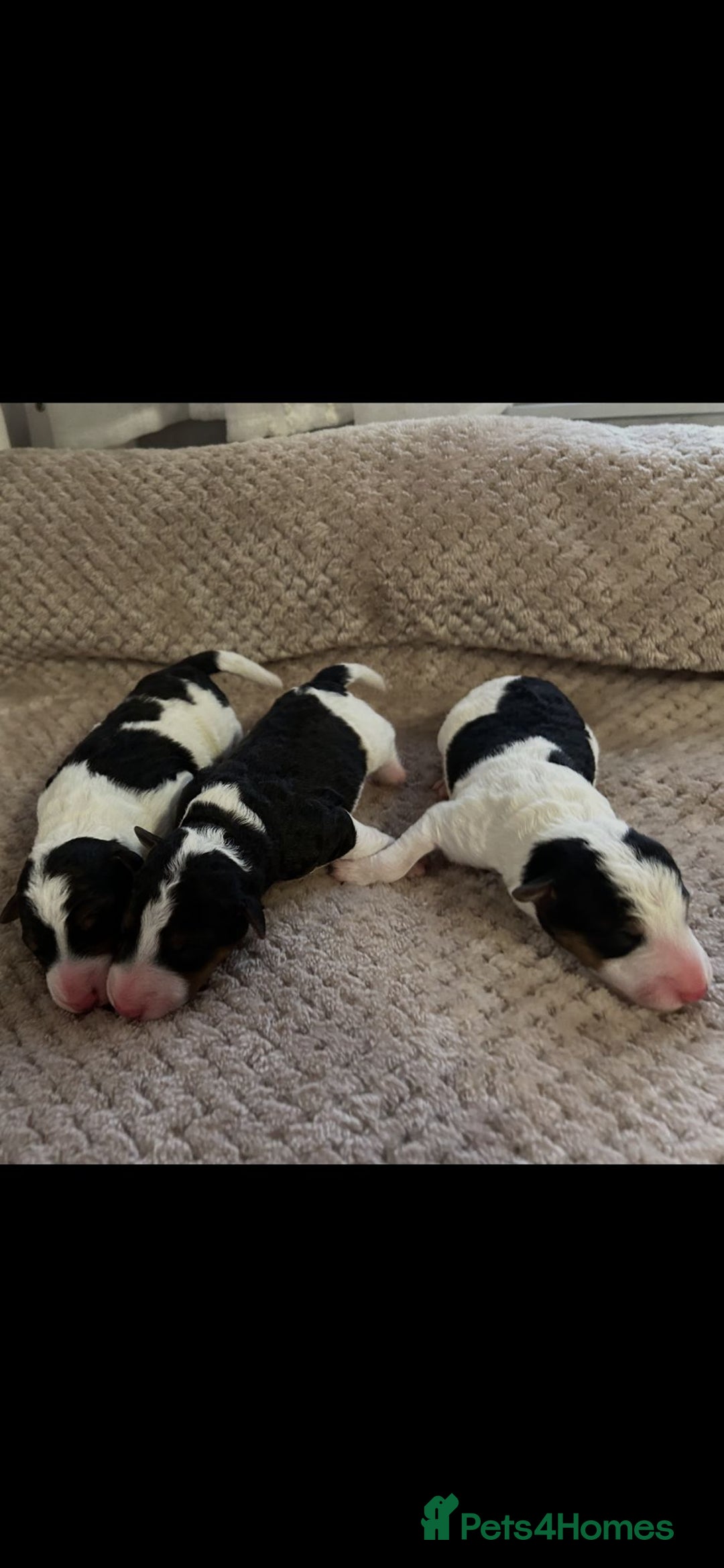 Fox Terrier dogs for sale: Exceptional Wire Haired Fox Terrier Puppies  - Image 2