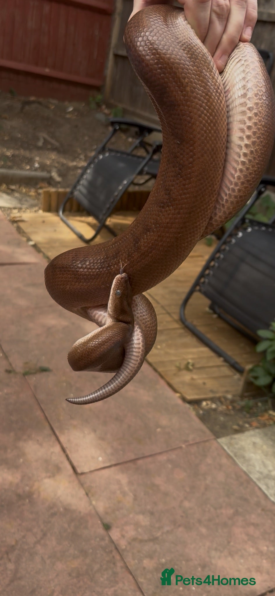 Boa Snake reptiles Colombian rainbow boa  - Advert 16