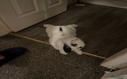 Dwarf Lop rabbits for sale: Male un neutered dwarf lop in Bishop Auckland - Image 1