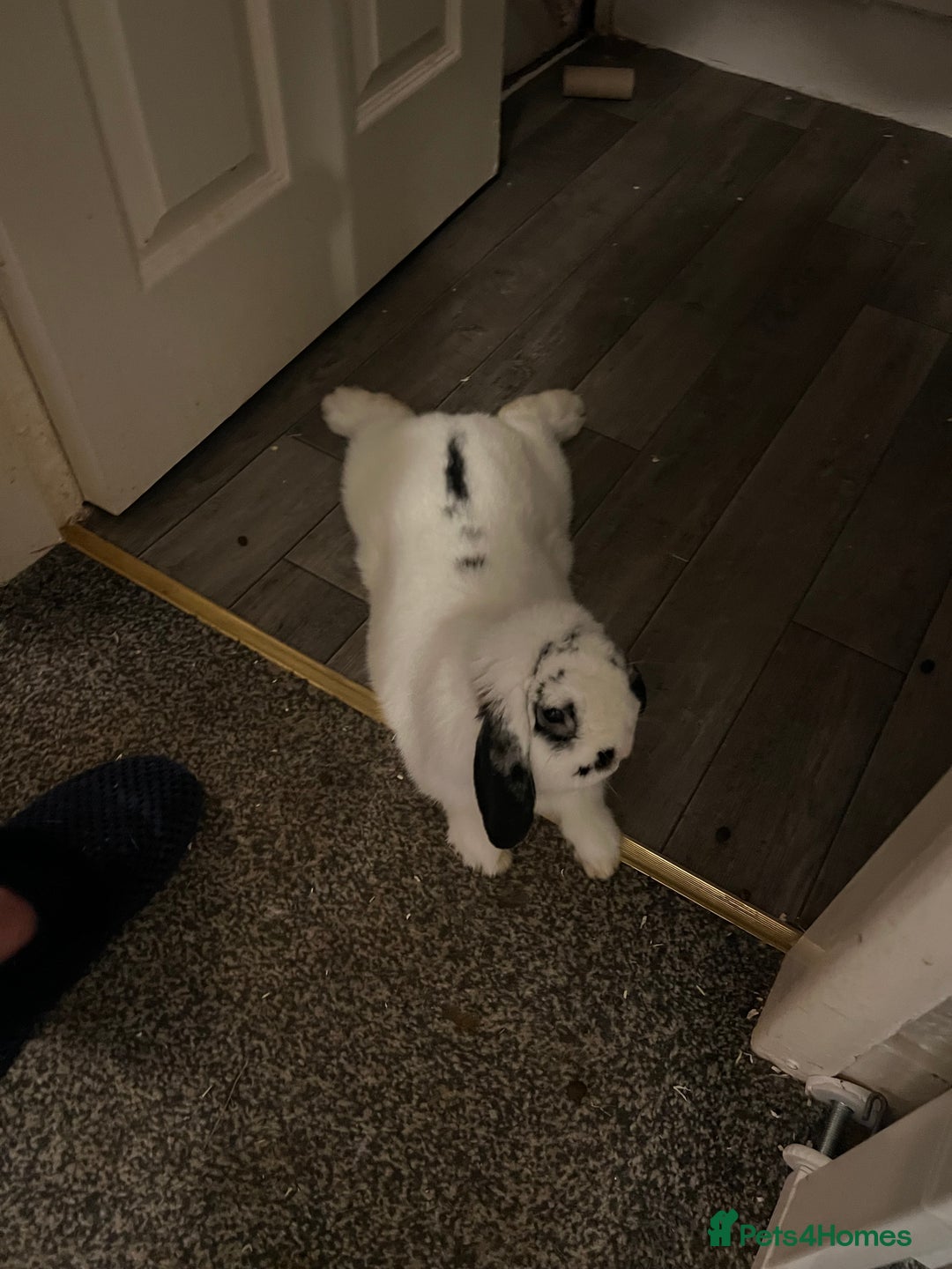 Dwarf Lop rabbits for sale: Male un neutered dwarf lop in Bishop Auckland - Image 1