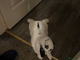 Dwarf Lop rabbits in Bishop Auckland - Advert 10