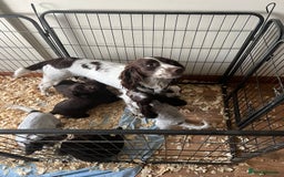 Sprocker dogs for sale: Sprocker puppies  - Image 1