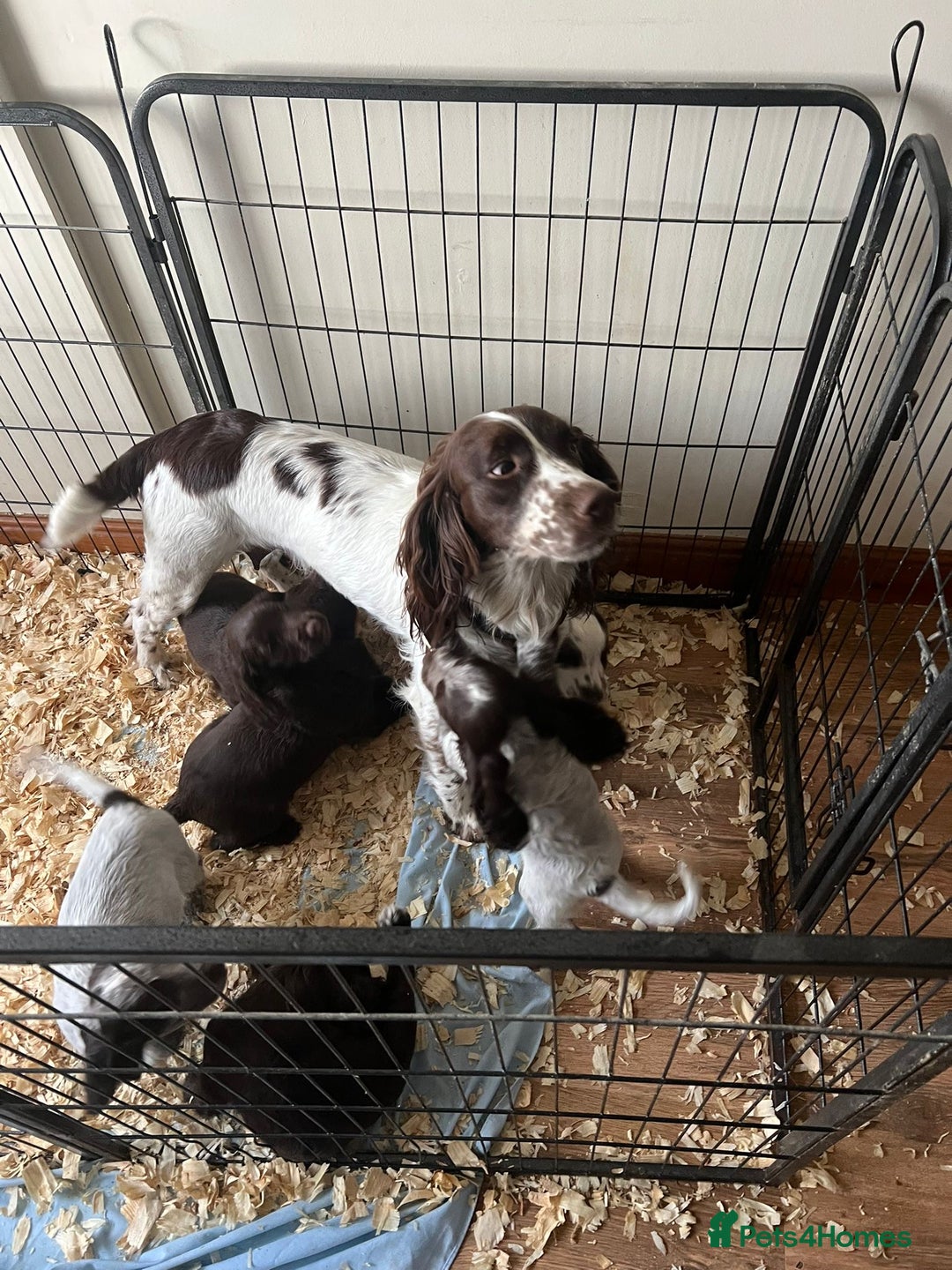 Sprocker dogs for sale: Sprocker puppies  - Image 1