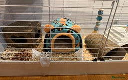 Guinea Pig rodents for sale: 2 baby 12 week male Guinea Pigs + Cage - Image 7