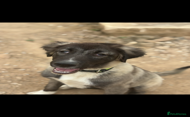 Turkish Kangal dogs - Advert 1