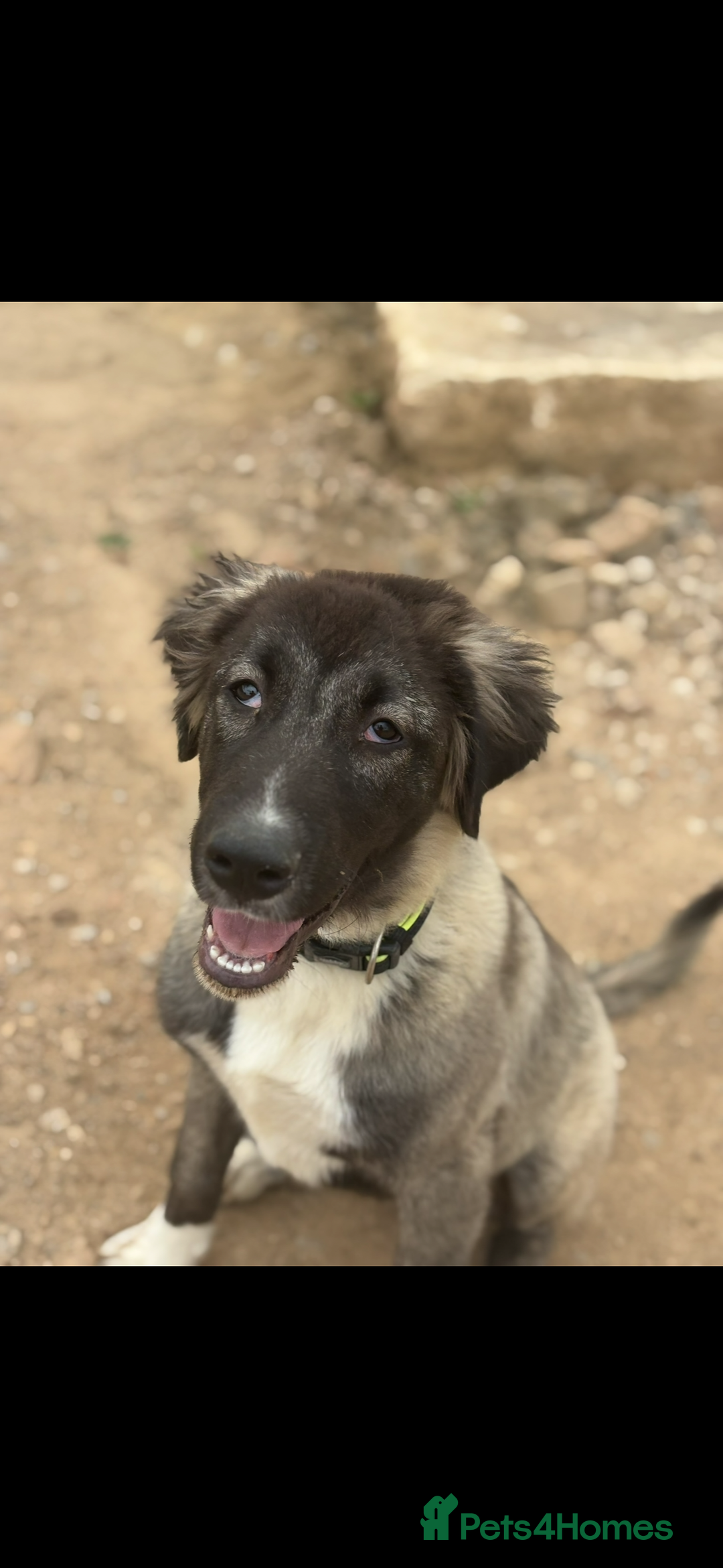 Turkish Kangal dogs for sale: Turkish kangal Bear  - Image 1
