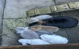 French Lop rabbits for sale: Pure French lop baby bunnies for sale  - Image 7