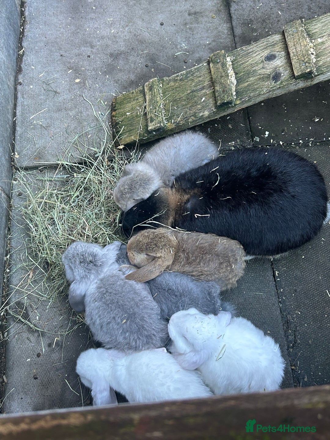 French Lop rabbits for sale: Pure French lop baby bunnies for sale  - Image 7