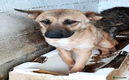 Mixed Breed dogs for adoption: 💛 Tara – 2 years behind bars, still smiling 💛 - Image 7
