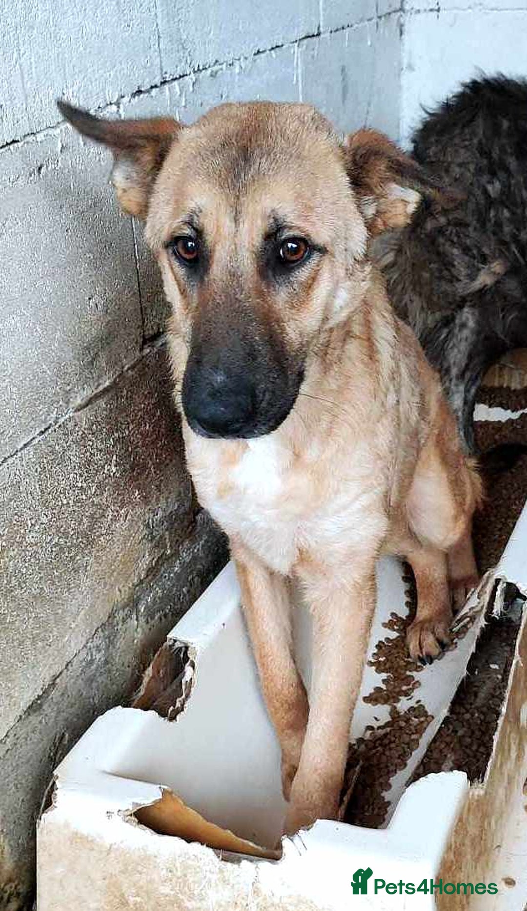 Mixed Breed dogs for adoption: 💛 Tara – 2 years behind bars, still smiling 💛 - Image 7