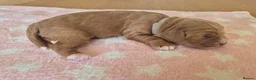 Cockapoo dogs for sale: Beautiful F1 cockapoos - 4 reserved! - Advert 33