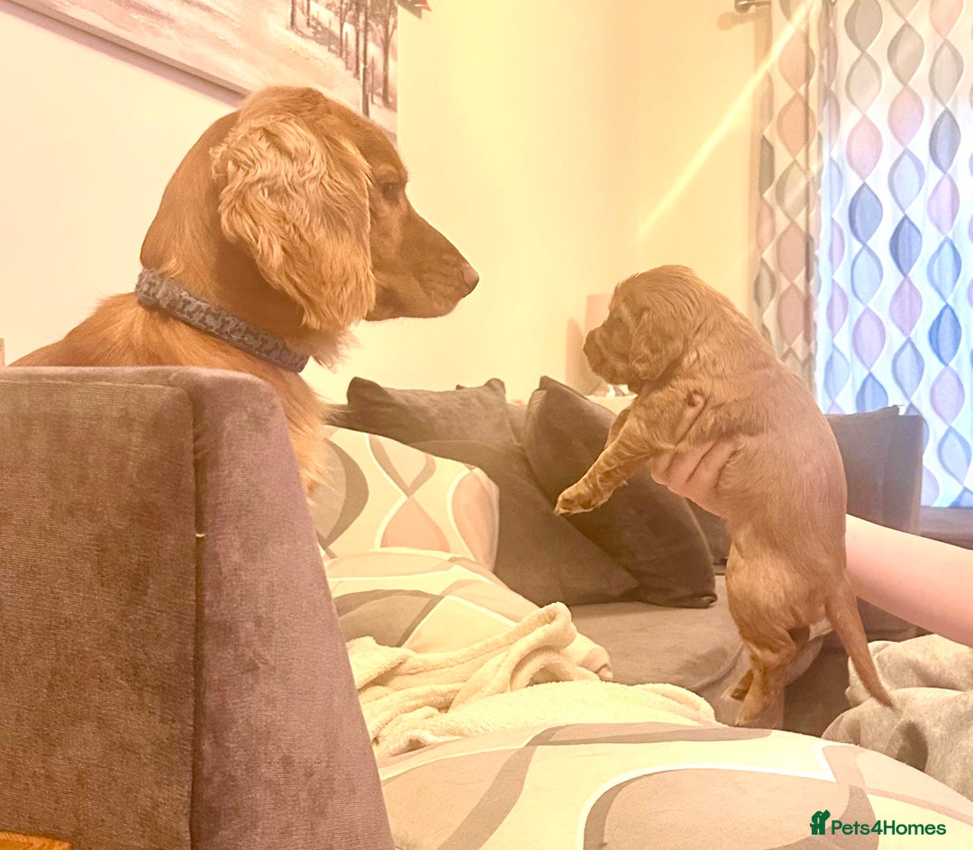 Cocker Spaniel dogs for sale: Cocker Spaniel Puppies- ready 17/12/25 - Advert 10