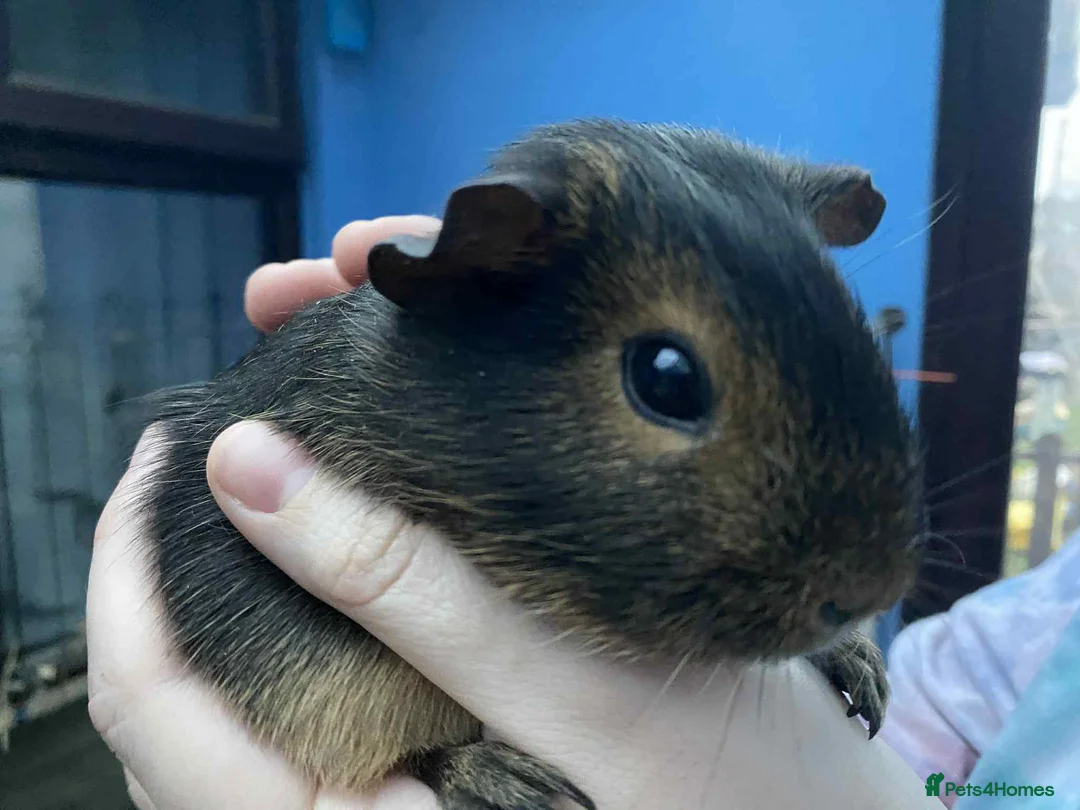 Guinea Pig rodents for sale: Female / sow guinea pigs for sale - Advert 2
