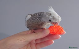 Cockatiels birds for sale: Hand reared silly tame DNA sexed baby cockatiels  - Image 27