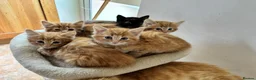 Mixed Breed cats for sale: Ginger-Tortie Kittens  - Advert 29