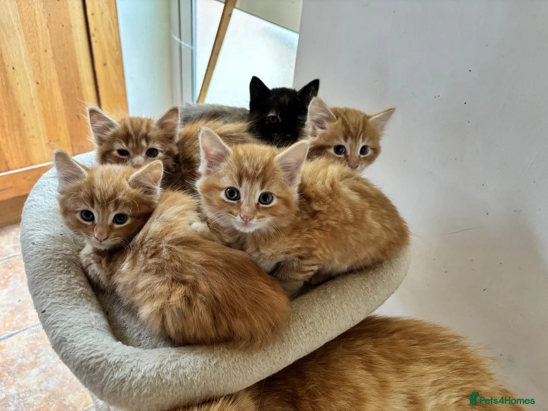 Mixed Breed cats for sale: Ginger-Tortie Kittens  - Advert 29