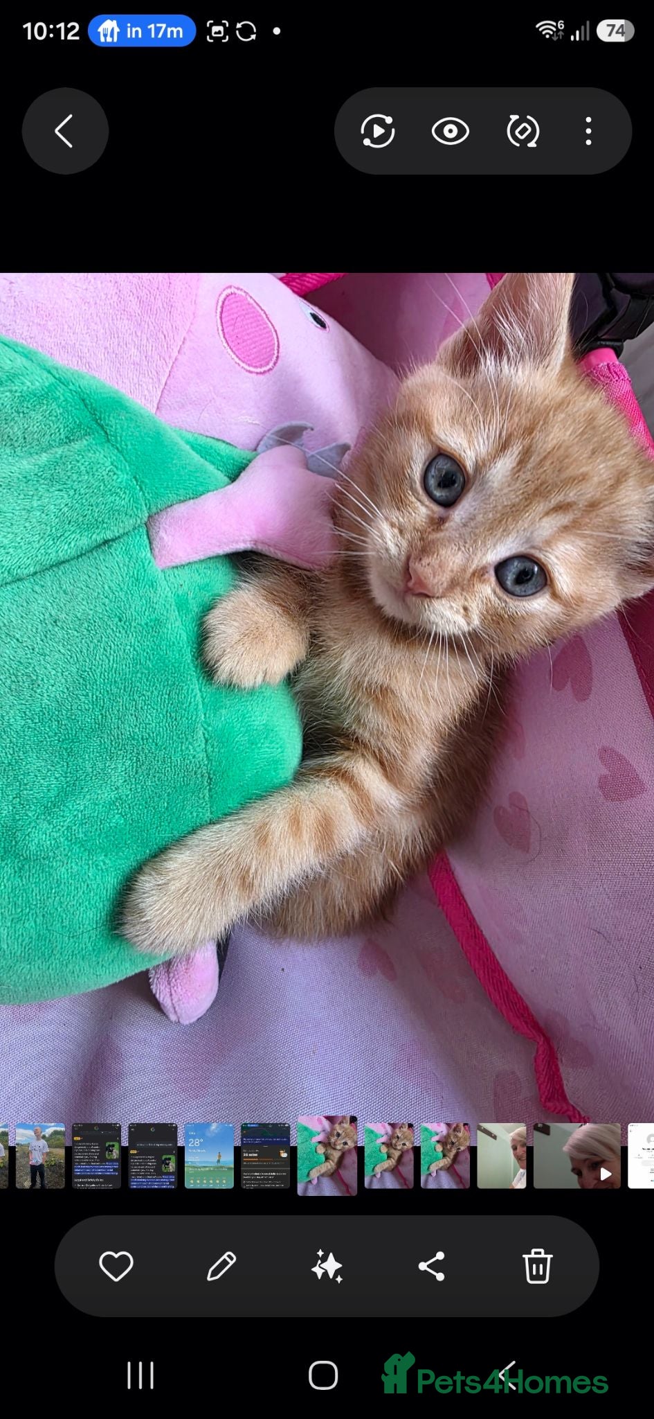 Mixed Breed cats 3 beautiful kittens looking for new 🛋 🤎 - Advert 16