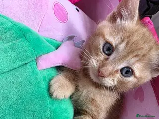Mixed Breed cats 3 beautiful kittens looking for new 🛋 🤎 - Advert 16