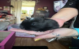 Lionhead rabbits for sale: 4 baby Lionhead rabbits - Advert 19