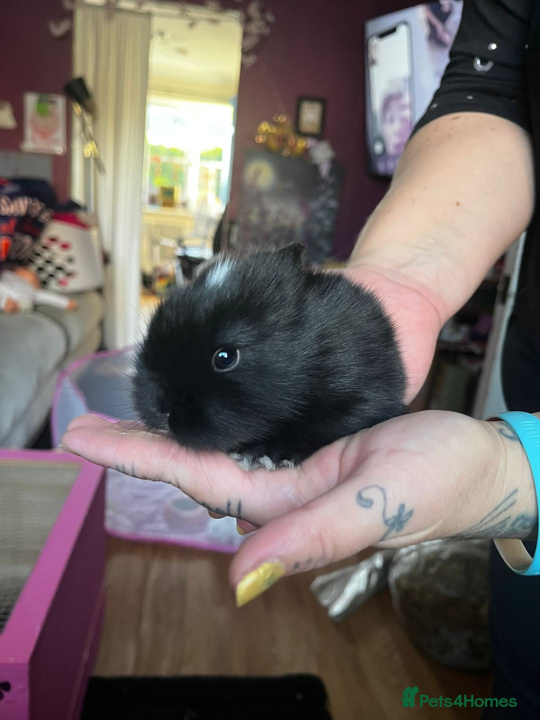 Lionhead rabbits for sale: 4 baby Lionhead rabbits - Advert 19