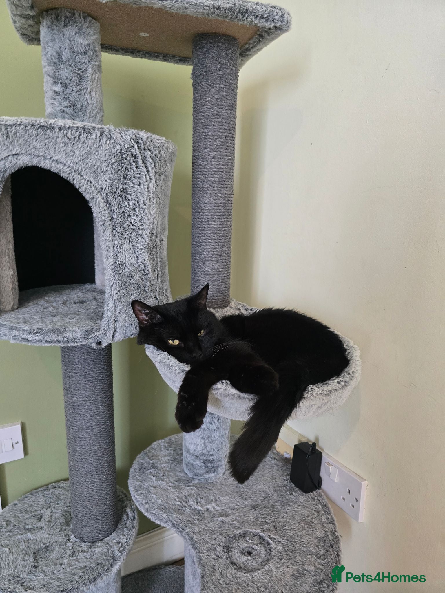 British Shorthair cats Black short hair cat. - Advert 1