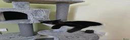 British Shorthair cats for sale: Black short hair cat. in Halifax - Advert 1