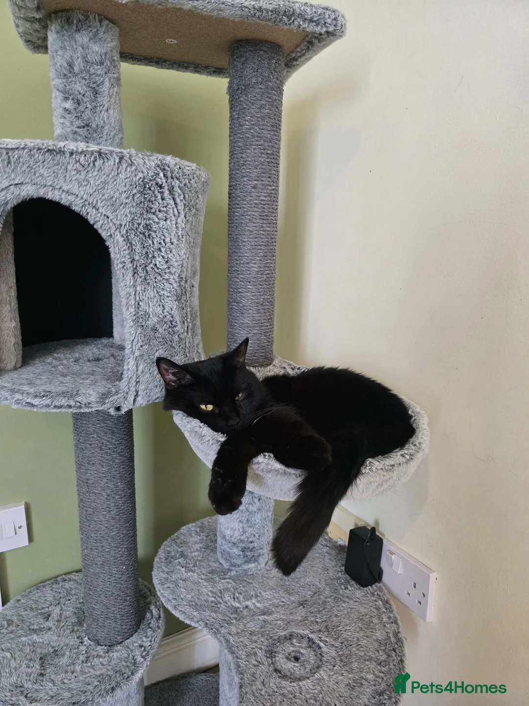 British Shorthair cats for sale: Black short hair cat. in Halifax - Advert 1