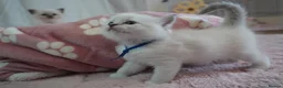 Ragdoll cats for sale: Pawtrait Perfect Ragdoll kittens in Hemel Hempstead - Advert 18