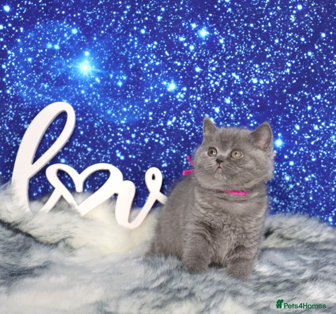 British Shorthair cats for sale: Tica registered British Shorthair kittens - Advert 4