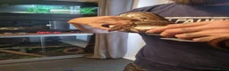 Mixed Breed reptiles for sale: Ball pythons boas and corns for sale  in Malvern - Advert 18