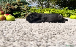 Cane Corso dogs for sale: Exceptional litter, Italian Cane Corsos, ICCF Peds - Image 16