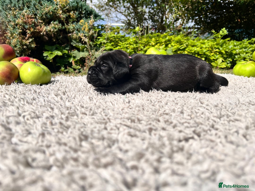 Cane Corso dogs for sale: Exceptional litter, Italian Cane Corsos, ICCF Peds - Image 16