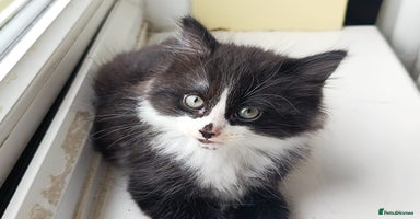 Domestic Shorthair cats - Advert 7