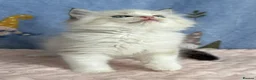 Ragdoll cats for sale: 🐾 Beautiful Ragdoll Kittens for Sale 🐾 - Advert 23