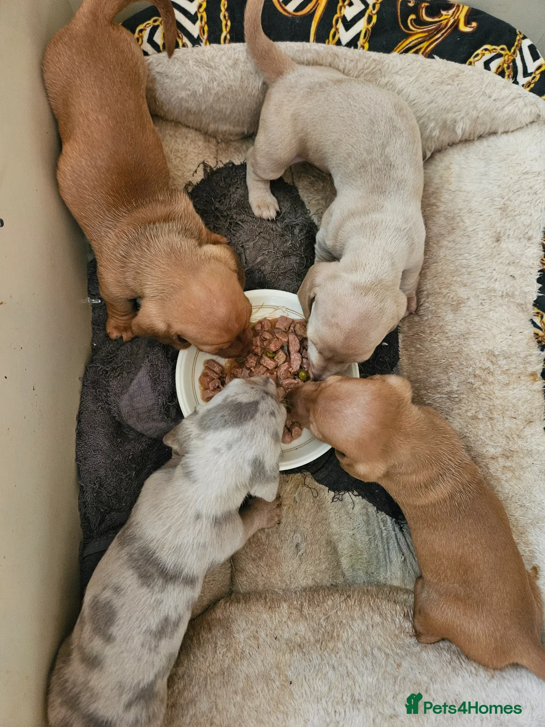 Miniature Dachshund dogs for sale: 2 Beautiful Male Dachshund Puppies  in Broadway - Advert 7