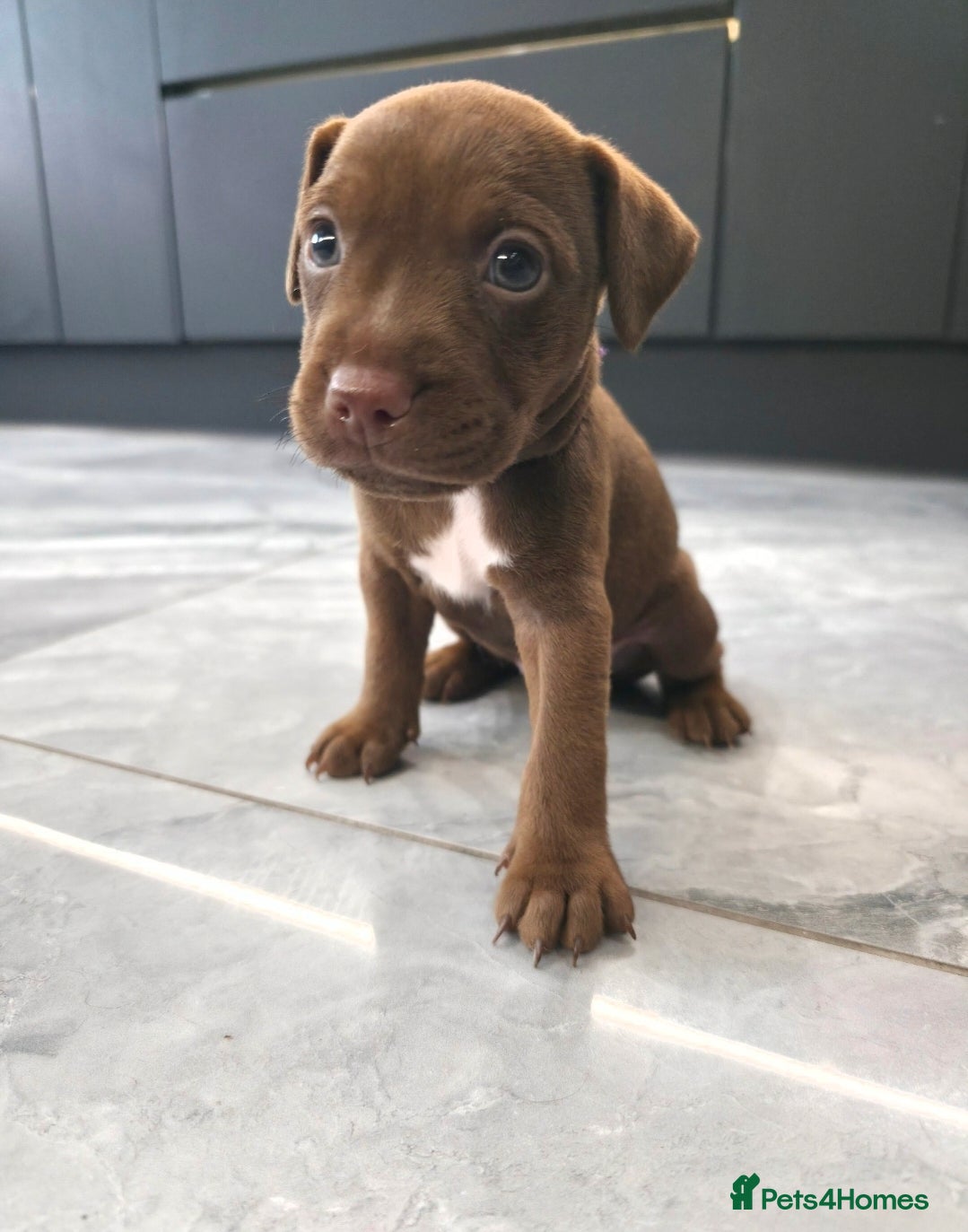 Patterdale Terrier dogs Chocolate patterdale puppies  - Advert 1