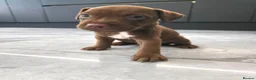 Patterdale Terrier dogs for sale: Chocolate patterdale puppies  - Advert 1