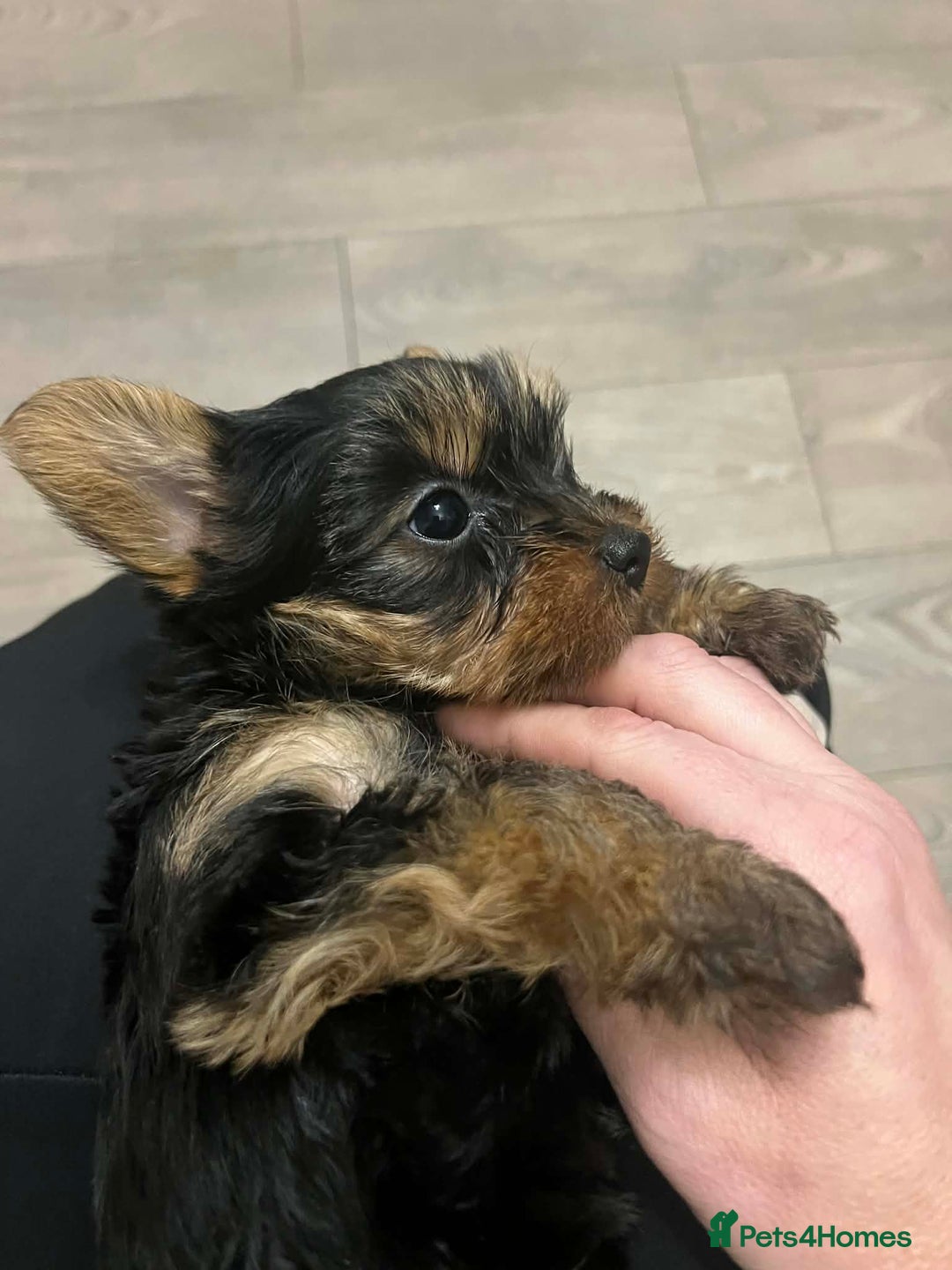 Yorkshire Terrier dogs for sale: Yorkshire terrier puppie  - Advert 4