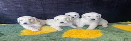 Goldendoodle dogs for sale: Beautiful f1 goldendoodle puppies  - Advert 3