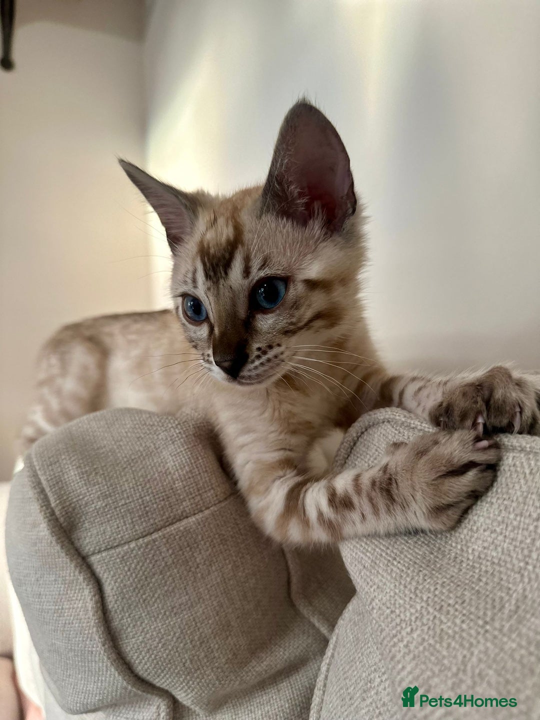 Bengal cats for sale: Bengal kitten (Tica Registered) - Image 4