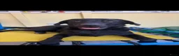 Labrador Retriever dogs for sale: Labrador for sale  in Havant - Advert 3